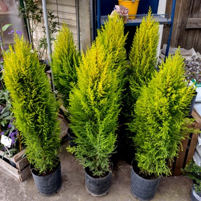 Pino Lemon 10 Lts